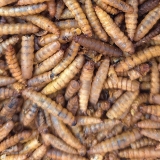  Apetit - larvy bráněnky - 3